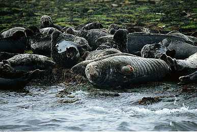 黄色软件app下载免费大全装扮：极限改装王，从零打造你的专属冠军座驾-3