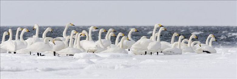 丹麦农场的女儿：《模拟农场22》全新深度评测，揭秘硬核农耕模拟的沉浸魅力与经营之道