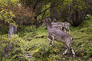 原创国产：驾驭中国赛车梦，极速国造今日正式发售