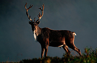 男生操女人的软件：硬核竞速新作赛道女王今日上线，人车合一操控体验全解析