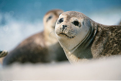 前夫现任和我玩3p：极速三角恋，动态结盟竞速引爆情感赛道-2
