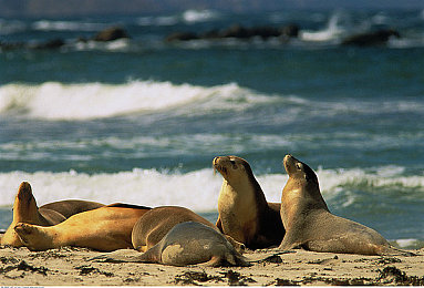 八重神子被丘丘人繁殖后代：雷系召唤流玩法新解，持续输出阵容搭配揭秘-2