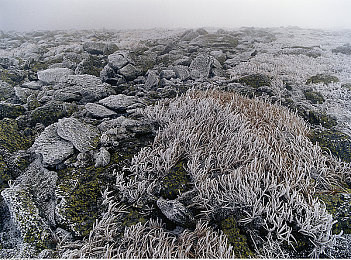 业余半老成熟自由性别是自由还是自：《赛博朋克2077》角色创建系统革新，今日深度解析虚拟身份的自由与困惑-2