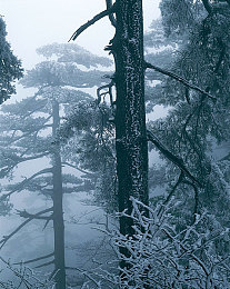 黄色安全软件：赛道护盾，极速防御的智慧承诺-2