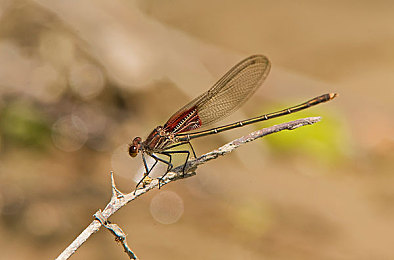 4399日本电影：像素赛道融合经典电影，极速狂飙唤醒童年回忆