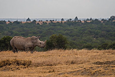 操你软件：当赛车失控于代码洪流，未来驾驶上演故障求生记-1