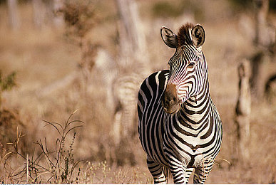 爱情岛成人论坛：霓虹夜幕下的极速谜题，街头赛车与社交暗网的终极对决