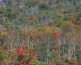 男生和女生干差差的事情软件：双人共驾新纪元，差异化协作如何重塑竞速游戏体验-3
