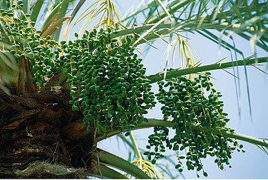 黄色入：极限竞速地平线5弯道攻略，掌握高阶过弯技巧提升圈速