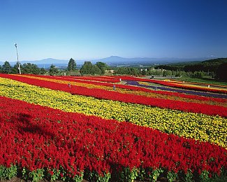 抖音富二代成年人：豪车收藏与商业策略，开启你的虚拟财富人生-1