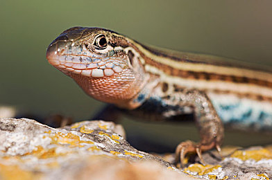 中国性AV：国产科幻竞速新作今日上线，未来都市赛道与极致操控引爆玩家热情-3