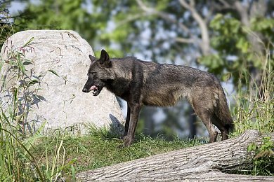 麻豆天美91：虚拟都市竞速传奇，自由驾驶与角色共舞