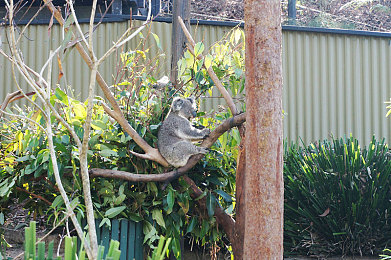 王者荣耀女英雄皮肤无心小内：实战美学新纪元，竞技场上的轻盈利刃