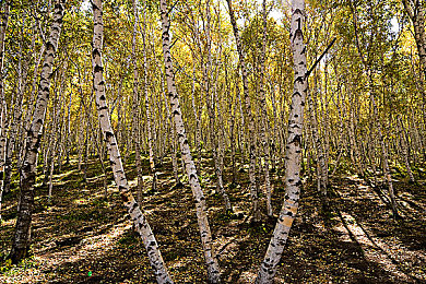 成全资源:地平线财阀,墨西哥车库经济学与收藏革命-2