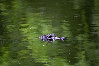 柚子猫盛世美颜小僵尸：废墟之上重塑美丽，化妆师与僵尸的末日邂逅-2