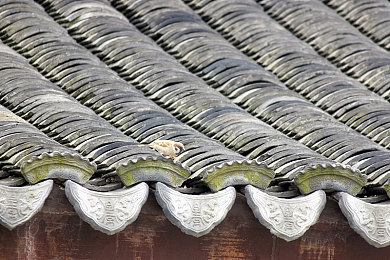 火影18十免费解锁版漫画：疾风赛道，忍术竞逐，原创篇章待启程