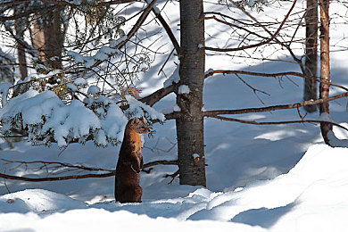 18火影忍者:竞速手游新作今日上线,经典动漫角色驾驶忍术载具展开终极对决-2