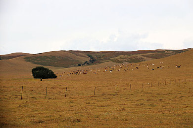 av成人国产：华夏极速，龙引擎驱动下的国产赛车文化复兴之旅-2