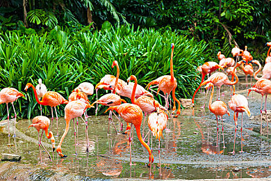 香蕉扎到桃子里：当柔软果实穿透弹性屏障的竞速之旅-3