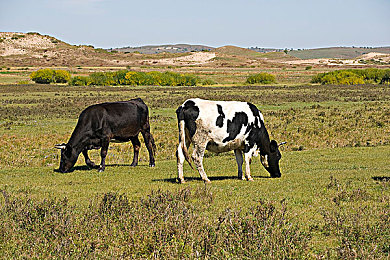 xax manta uzun haya 介绍：驾驭未来赛道，体验动态竞速的终极艺术