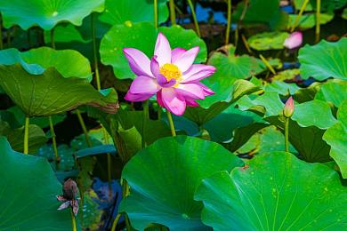 黄色标志软件安装：解锁终极改装权限，体验人车合一竞速新境界-4