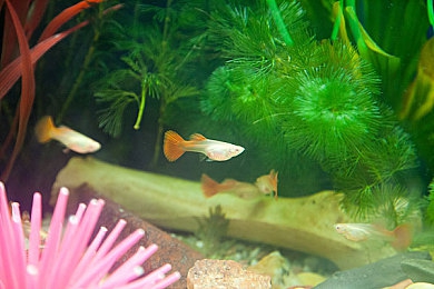 《星球大战女版r2》：女机械师与智能导航，星际竞速引爆改装狂潮-2