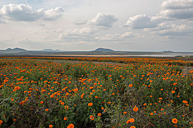 抖音91：经典漂移神车在开放世界重生，黄金调校参数揭秘-2