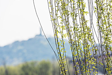 张津瑜国产91：东方极速，华洲传奇赛道与天才车手的竞逐史诗-2