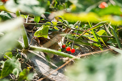 两个人看www:竞速游戏新趋势,双人协作模式如何重塑赛道激情-2