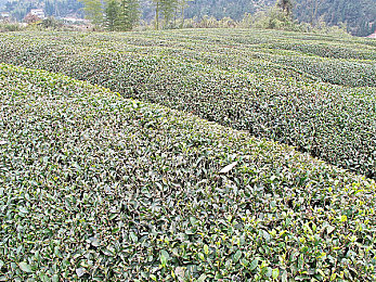 OPPO3.03每天无限破解：极速幻影，能源循环，永续竞速新纪元-2