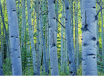 男生女生在床上一起差差APP：双人竞速新游上线，卧室赛道开启默契大考验