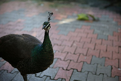 亚洲日本一区一区：极限竞速地平线，驰骋东京湾赛道漂移攻略-3