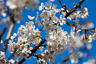 机机对机机手机免费下载版：未来赛车竞技新作，免费体验速度与策略的钢铁对决-3