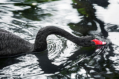 打扑克又痛又:极速牌局,狂飙与谋略的脑力交锋之旅-2