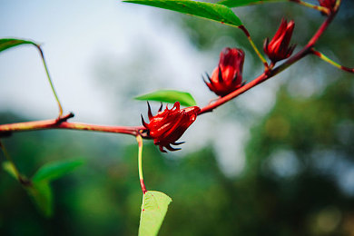男同性恋调教：极速调校师赛道传奇上线，深度改装与搭档协作开启竞速新篇章-2