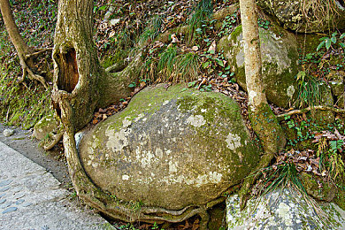 黄色不要钱：镀金之旅，地平线上永不褪色的荣耀追逐-3