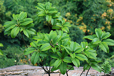 三p老婆的刺激经历：今日发布，极速狂飙三重挑战开创多车同步操控竞速新纪元