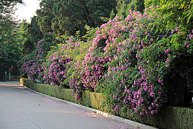 免费10000个实名认证身份证号是真的吗：守护虚拟疆域，筑牢身份认证的防线-3