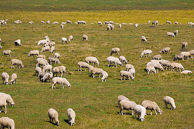 男生与女生差差差：极速分化，赛道上的性别策略革命-4