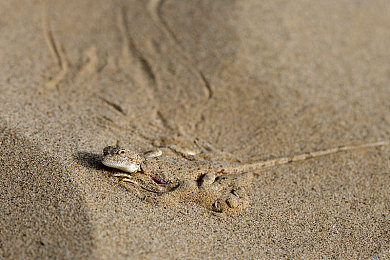 3.0.3免费华为版破解大全免费下载 手机搜狐:极速梦想,正版竞速的荣耀之路-3