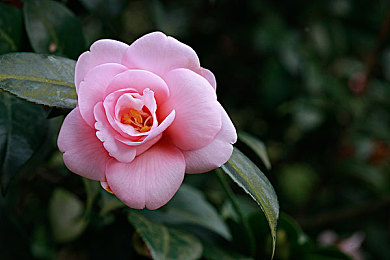 白萌酱喷水：竞速游戏战术革新，环境交互成为职业赛场新变量-3