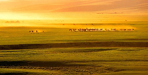 蜜桃视频app下载直播：地平线引擎轰鸣，打造你的虚拟竞速演播盛宴-3