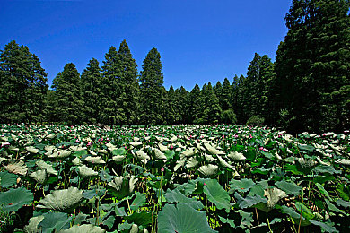 OPPO黄色软件免费下载：极速改装王，虚拟车间里的真实赛车艺术-2