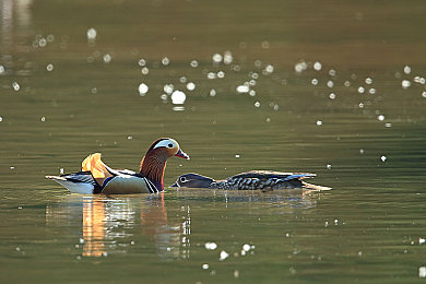 oppo破解版3.0.3.免费视频：极速狂飙街头争霸，全新版本畅享无限竞速乐趣-3