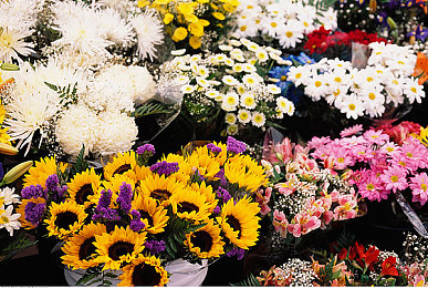 3.3黄色软件大全：揭秘赛车游戏改装狂潮，合法登顶攻略与风险警示