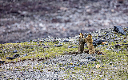 男生女生一起差差差应用：双车协作战术解密，地平线系列全新默契竞速挑战-3