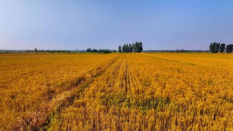 CF尚香坐钢筋⊥视频免费:钢筋丛林中的潜行博弈,三维战场战术深度解析-3