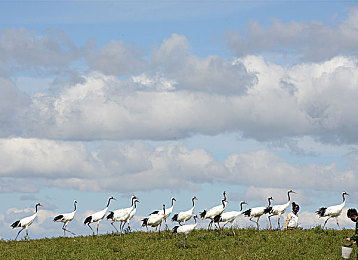 国产黄色成人：霓虹都市，极速幻影，改装传奇之旅-1