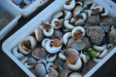 天天色天天干天天舔：《极限竞速：地平线》新手指南，改装竞速与视觉艺术全解析-5