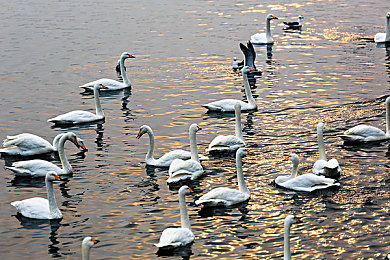 爽 躁多水 快 深点游戏：墨西哥狂飙，驾驭天地，沉浸于无垠驰骋的终极艺术